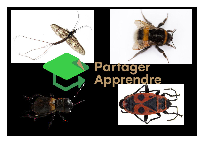 Stammbaum der Krabbeltiere (Spinnen, Insekten, Schnecken, Würmer, ...)_11
