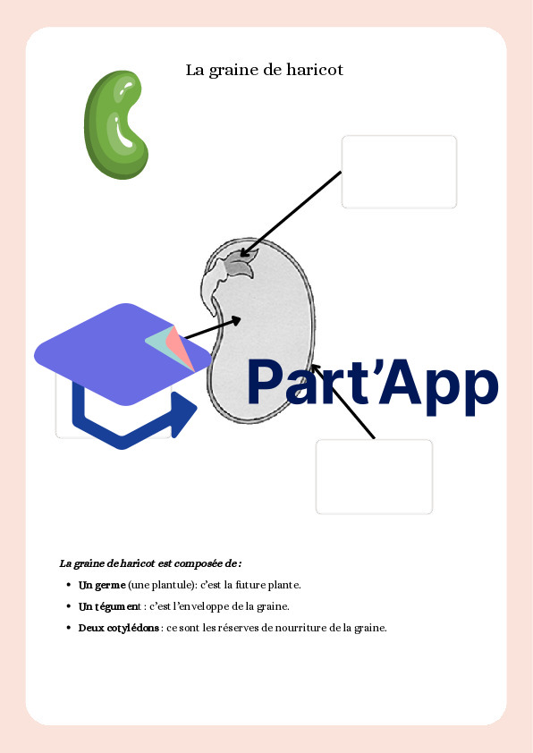 La germination - mon haricot_8