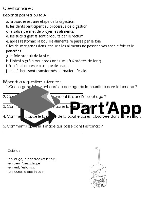 Le système digestif_8