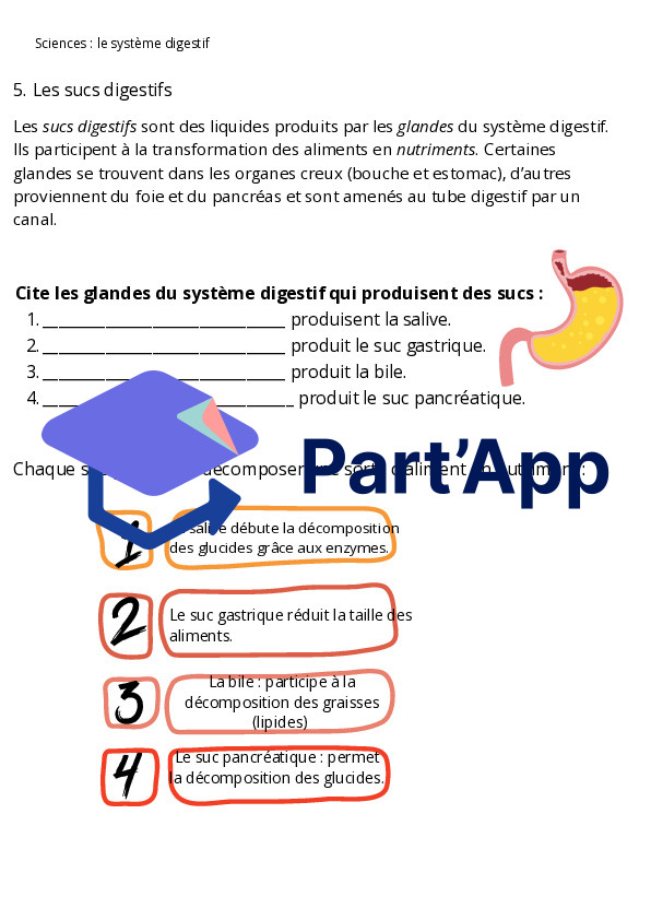 Le système digestif_9