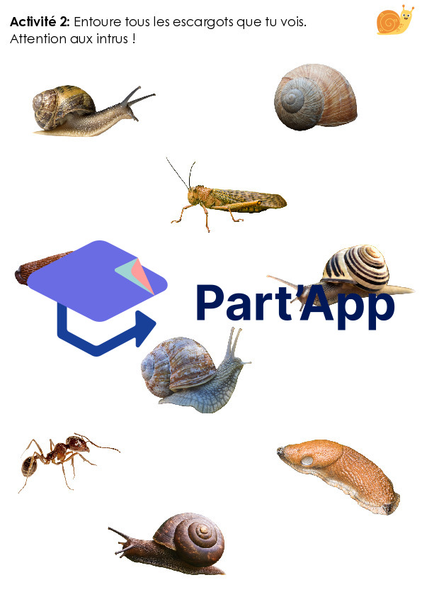 Dossier sur l'escargot_4