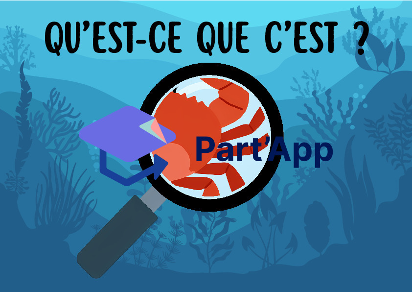 Jeu de Cartes Flashcards "Qu'est-ce que c'est ?" – Thème de la Mer et de l'Océan_4