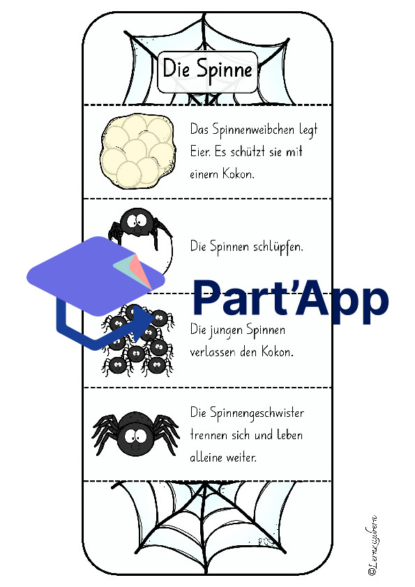 Spinne: Lebenszyklus / Fortpflanzung_4