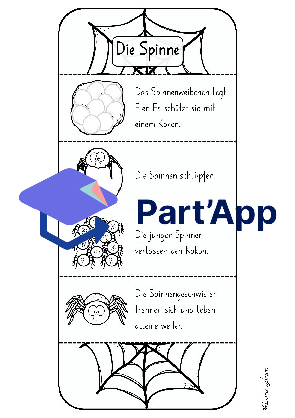 Spinne: Lebenszyklus / Fortpflanzung_5