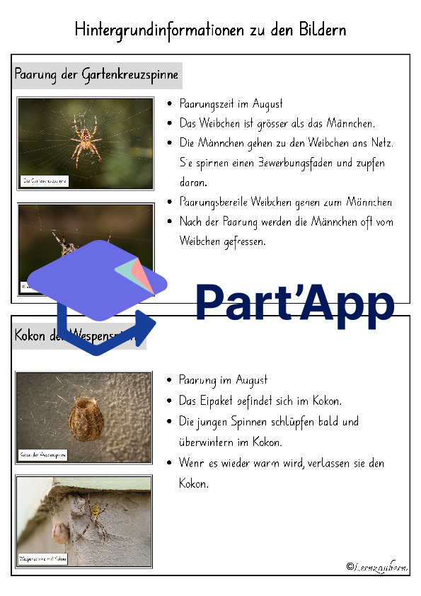 Spinne: Lebenszyklus / Fortpflanzung_6