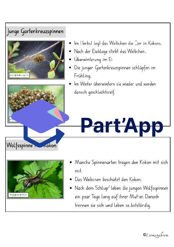 Spinne: Lebenszyklus / Fortpflanzung_7