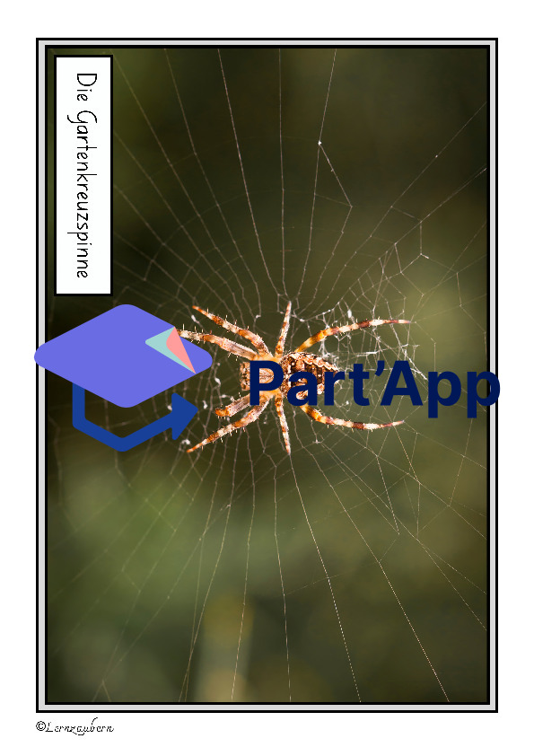 Spinne: Lebenszyklus / Fortpflanzung_8