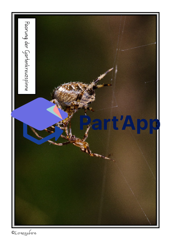 Spinne: Lebenszyklus / Fortpflanzung_9