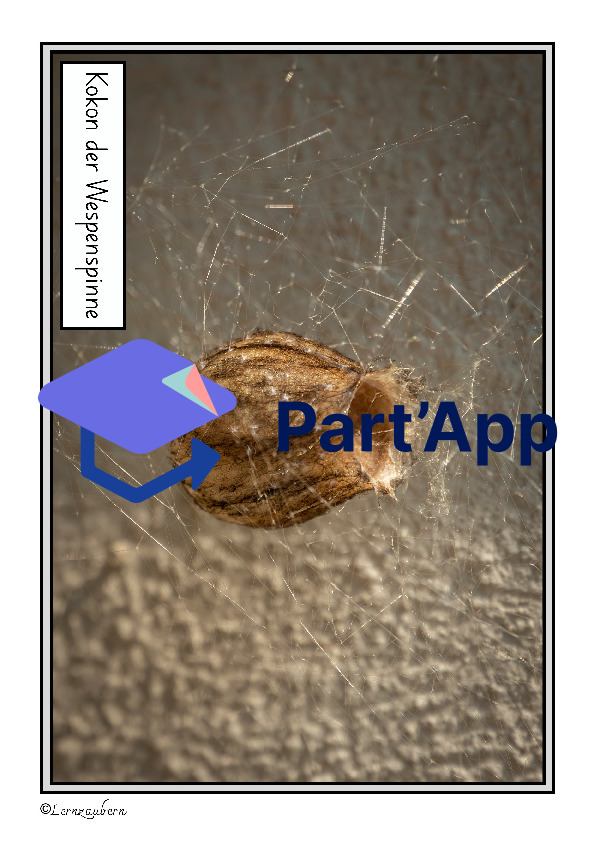 Spinne: Lebenszyklus / Fortpflanzung_10