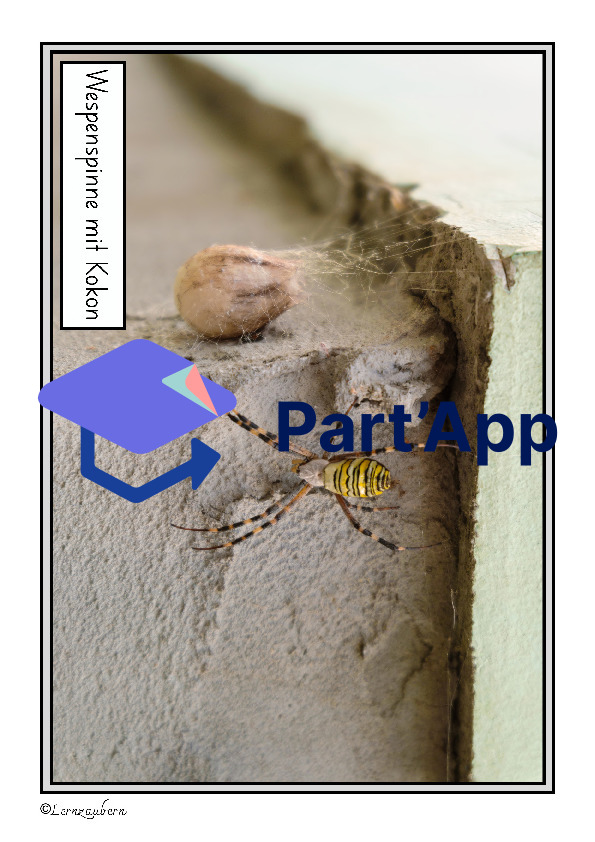 Spinne: Lebenszyklus / Fortpflanzung_11
