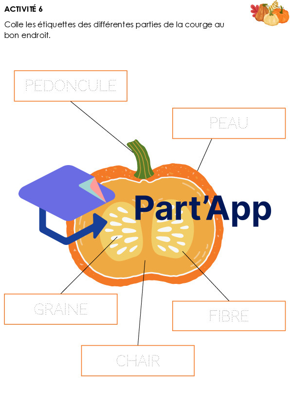 Dossier sur la courge_8