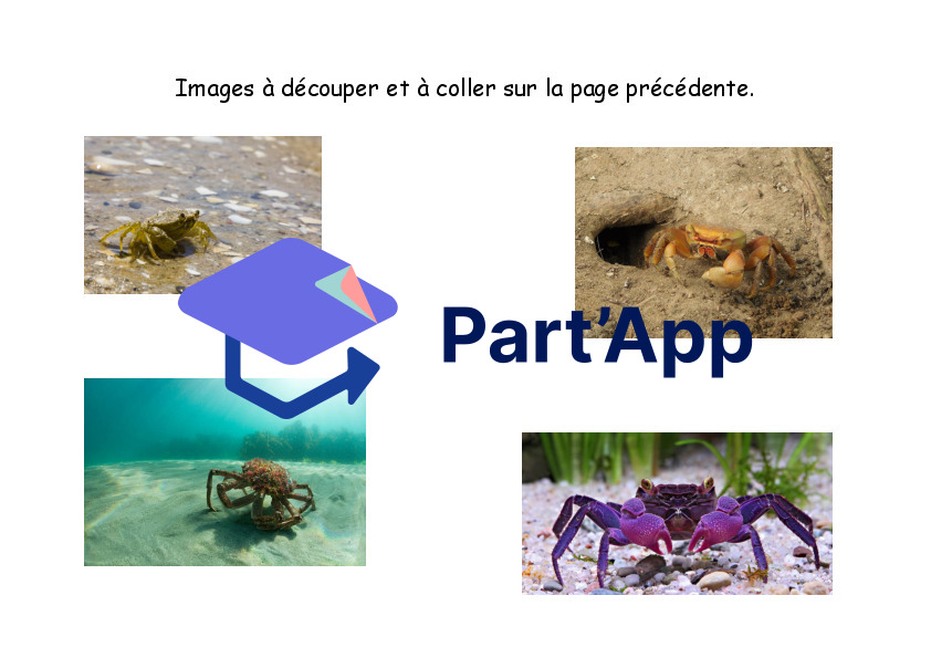 Dossier sur le crabe_6