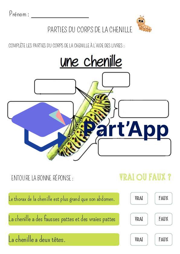 Fiche sur l'anatomie de la chenille_2