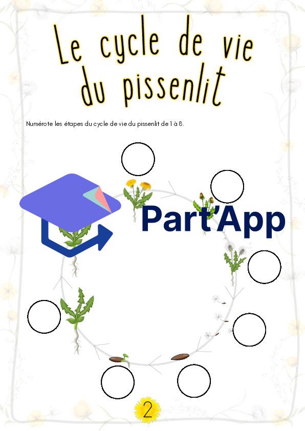 Le pissenlit ou la dent-de-lion_5