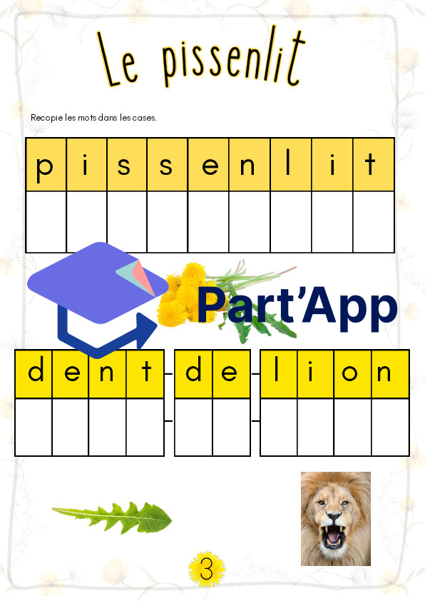 Le pissenlit ou la dent-de-lion_6