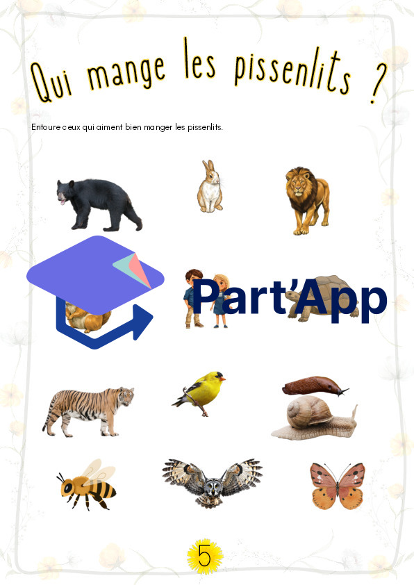Le pissenlit ou la dent-de-lion_8