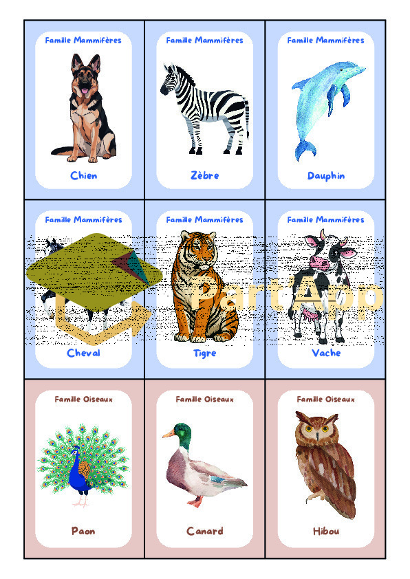5-8P : Classification animale - Les 7 familles_3