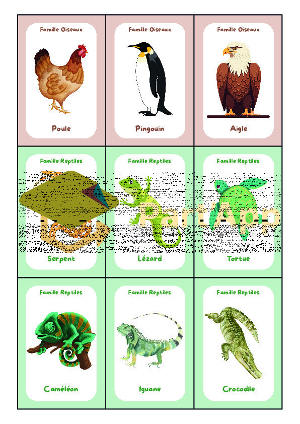 5-8P : Classification animale - Les 7 familles_5