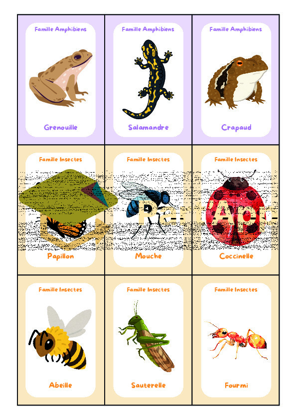 5-8P : Classification animale - Les 7 familles_9