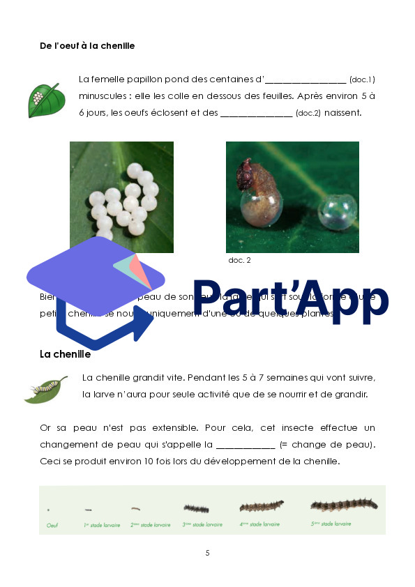 Le papillon_6