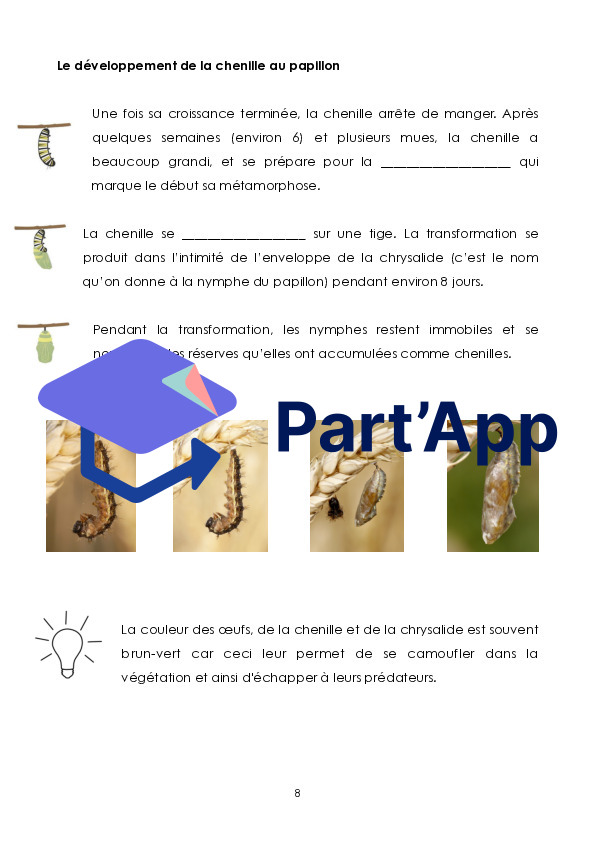 Le papillon_9