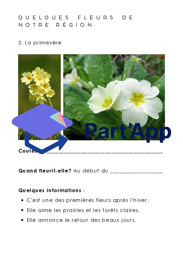 Dossier Les fleurs_7