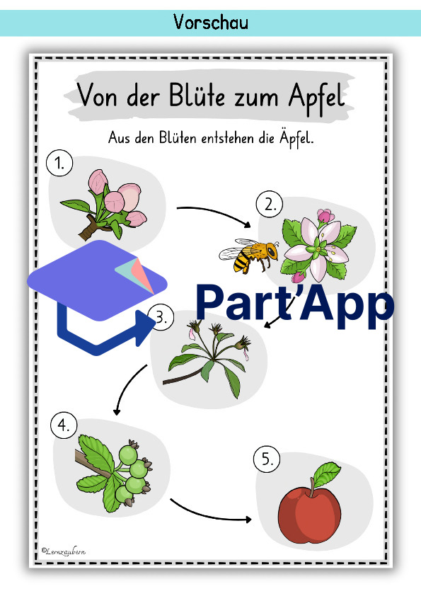 Plakate: Sachwissen und Wortschatz zum Apfel_47