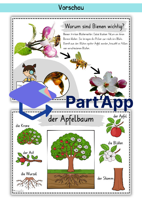 Plakate: Sachwissen und Wortschatz zum Apfel_49