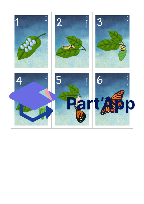 chenille.chrysalide.papillon._2