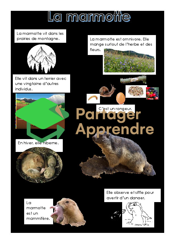 La marmotte_3