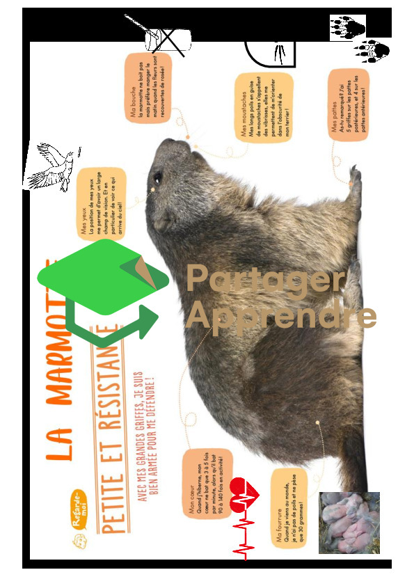 La marmotte_4