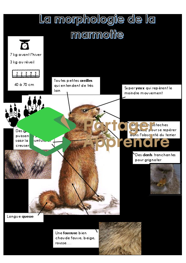 La marmotte_8