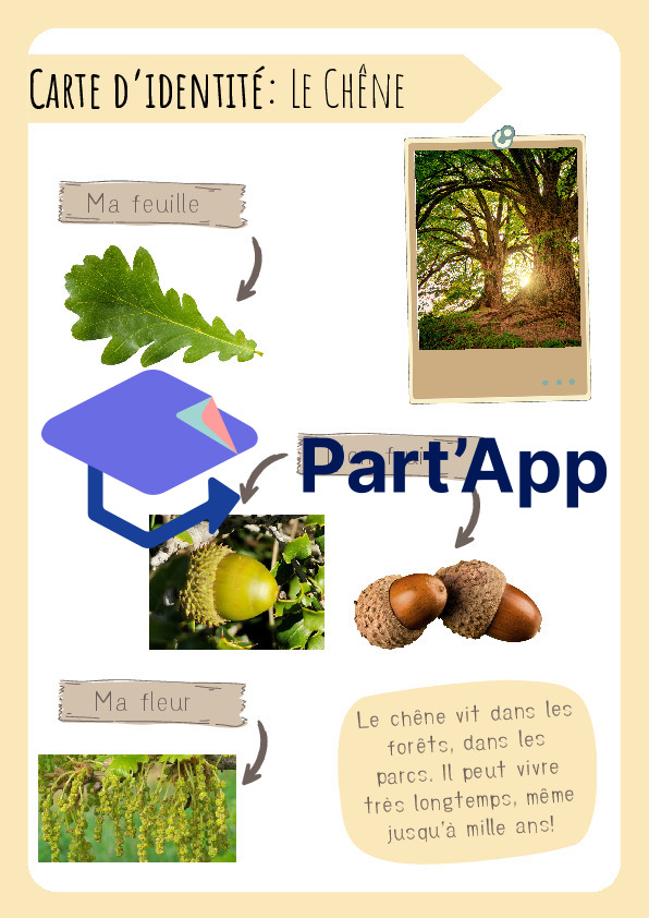 3H/4H: CE - Cartes d'identité des arbres + jeu_13