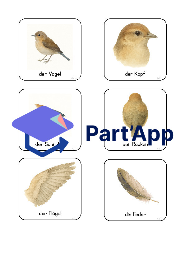 Eule- und Vogel-Wortschatzkarten_4