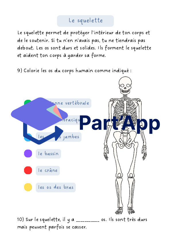 Dossier le corps humain 4P_11