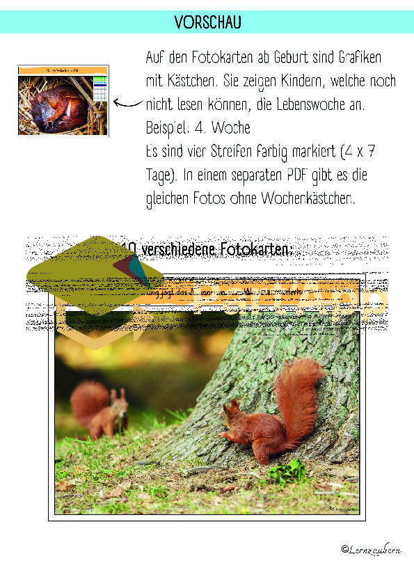 Eichhörnchen: Entwicklung / Lebenszyklus (Sachwissen Kindergarten / Lebenszyklus)_63