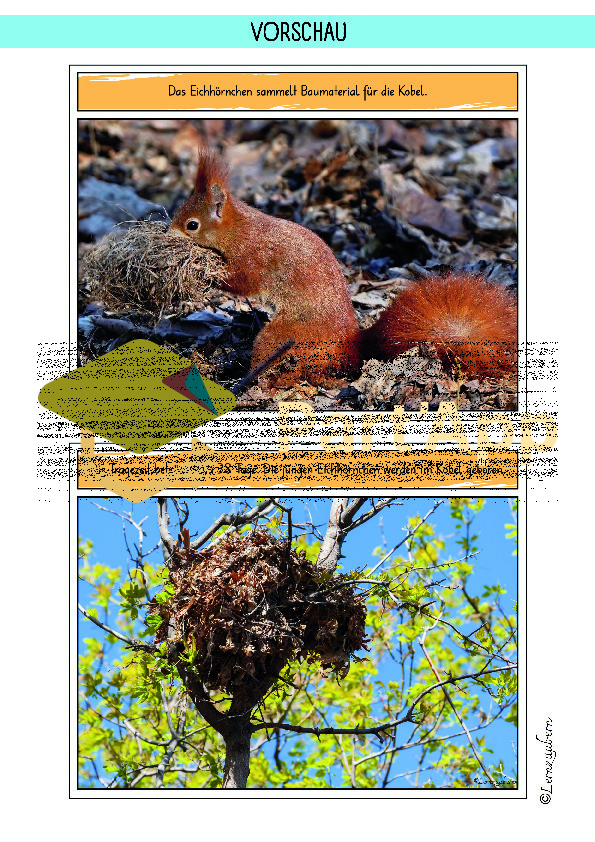 Eichhörnchen: Entwicklung / Lebenszyklus (Sachwissen Kindergarten / Lebenszyklus)_64