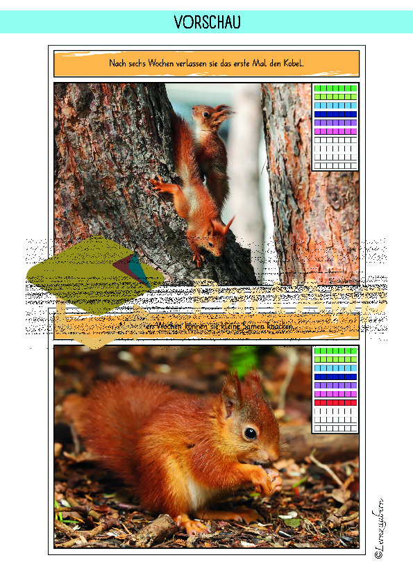 Eichhörnchen: Entwicklung / Lebenszyklus (Sachwissen Kindergarten / Lebenszyklus)_67