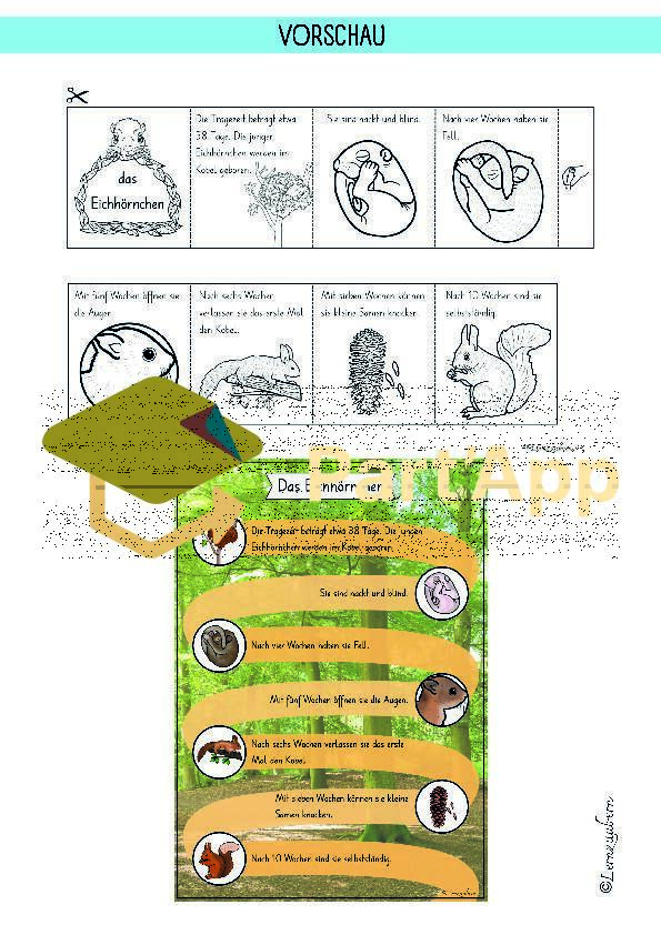 Eichhörnchen: Entwicklung / Lebenszyklus (Sachwissen Kindergarten / Lebenszyklus)_69