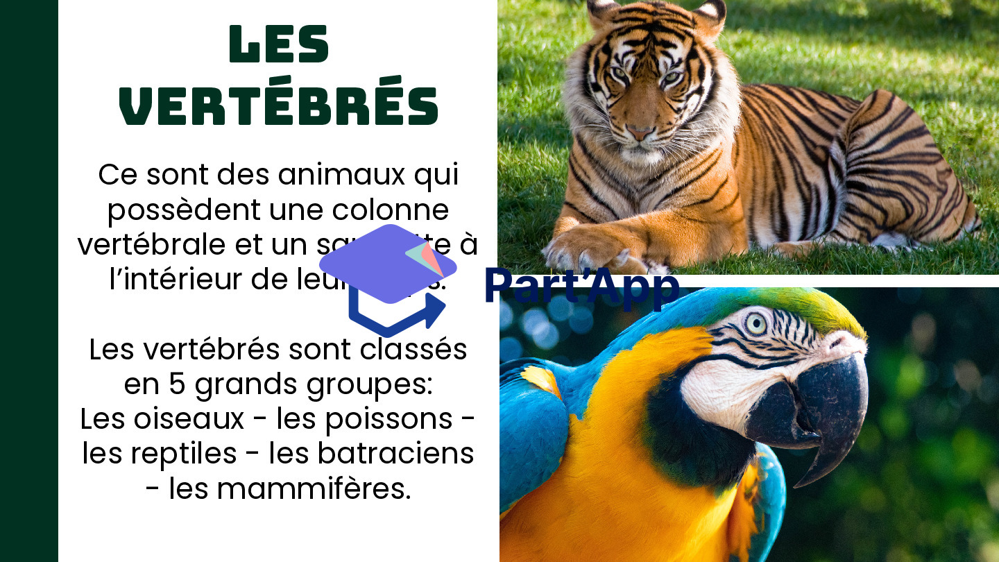 Les vertébrés_3