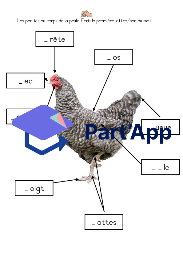 La poule : dossier de sciences 1-2p_6