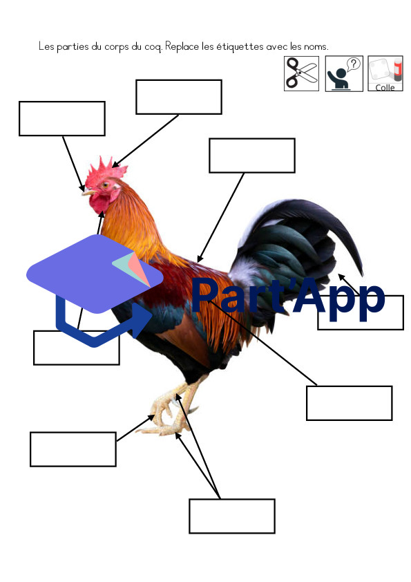 La poule : dossier de sciences 1-2p_7
