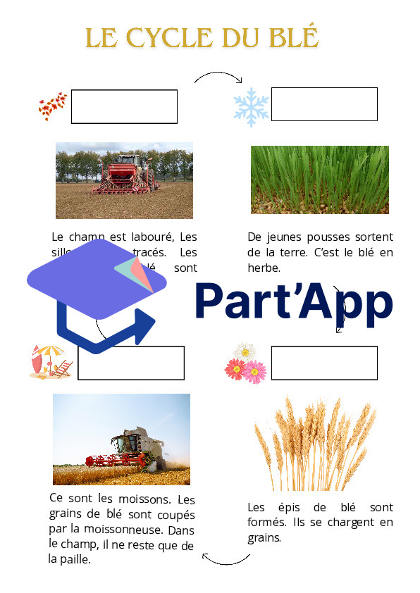Fiche sur le cycle du blé / du blé au pain_2