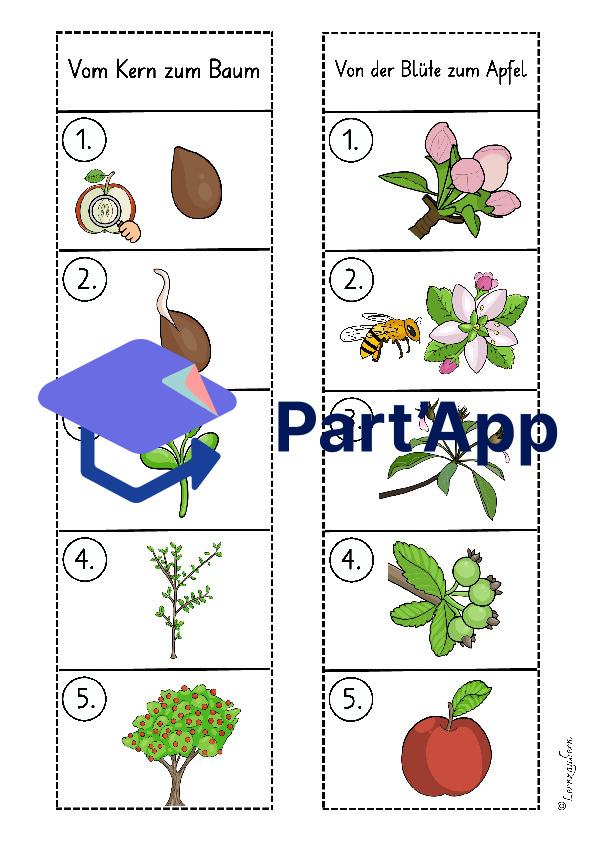 Lapbook Apfel für den Kindergarten_5