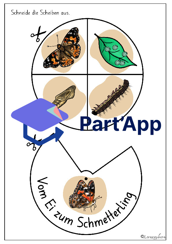Drehscheibe Schmetterling (Lebenszyklus)_4