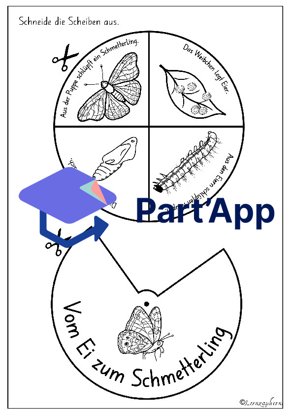 Drehscheibe Schmetterling (Lebenszyklus)_9