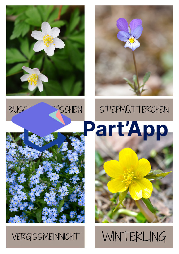 Frühblüher - Flashkarten / Lernkarten_9