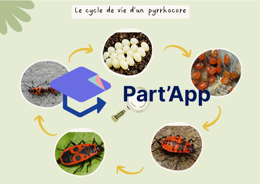 Les pyrrhocores - les gendarmes_8