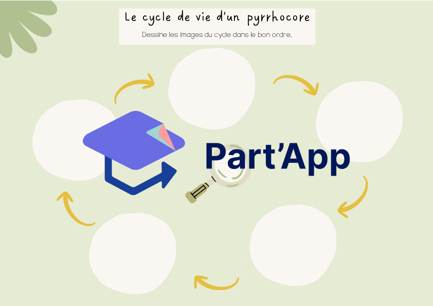Les pyrrhocores - les gendarmes_10