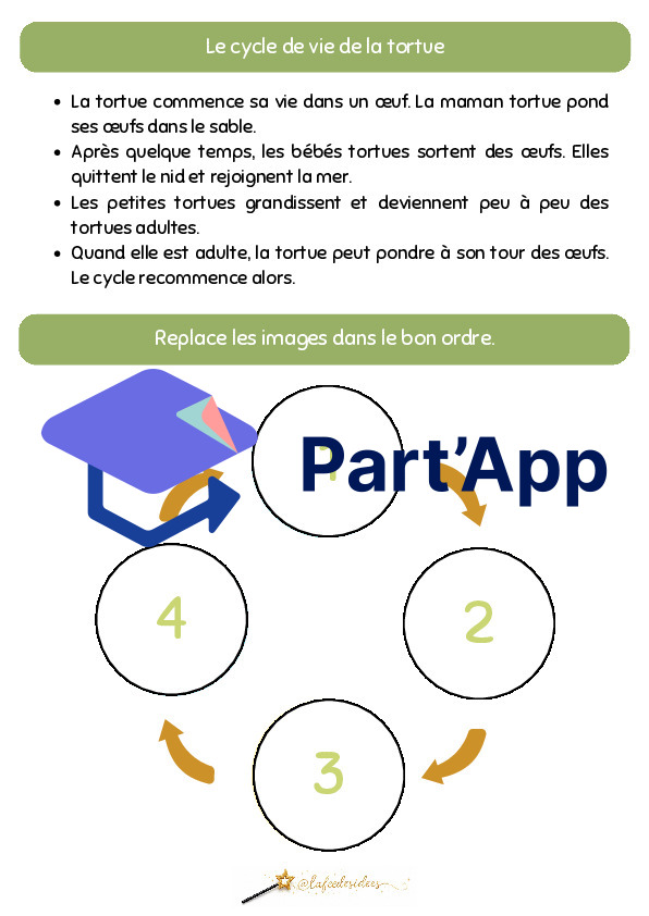 Dossier sur la tortue_4